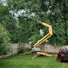 How Our Tree Care Process Works  in  Chelan, WA