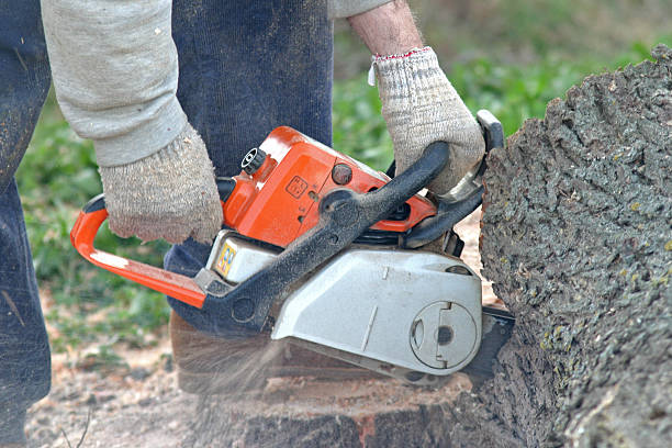 Best Lawn Pest Prevention  in Chelan, WA
